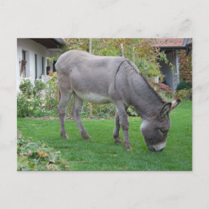 Biologisk Gräsmatta på fyra hovar Vykort