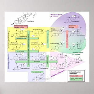 Biologisk kemisk analys av humana steroidogenes poster