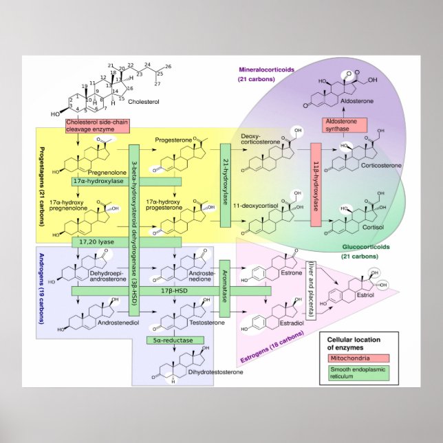 Biologisk kemisk analys av humana steroidogenes poster (Framsidan)