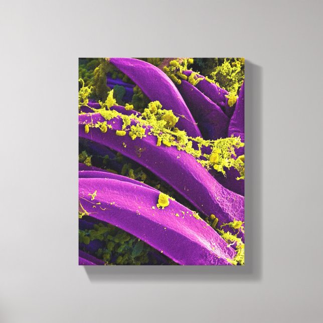 Biologisk mikrobiologi, abstrakt för poster eller  canvastryck (Framsida)