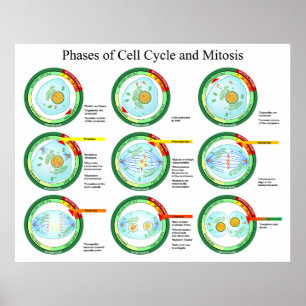 Biologiskt arrangerar gradvis av cellen cyklar, poster