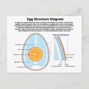 Biologiskt diagram över en äggs anatomi vykort