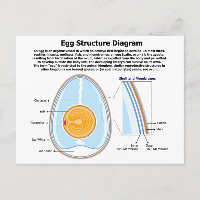Biologiskt diagram över en äggs anatomi vykort (Framsida)