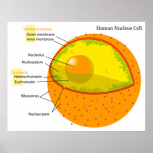 Biologiskt diagram över ett humant cellkärna poster