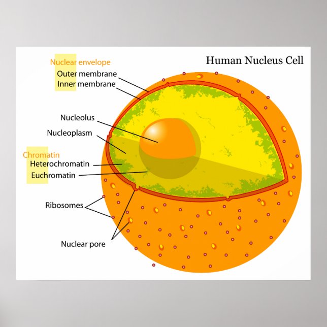 Biologiskt diagram över ett humant cellkärna poster (Framsidan)