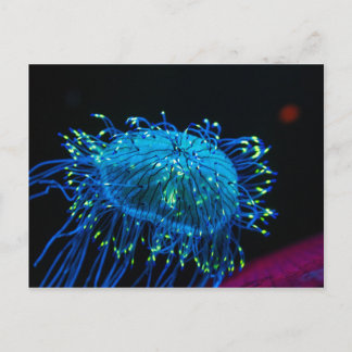 bioluminescent jellyfish vykort