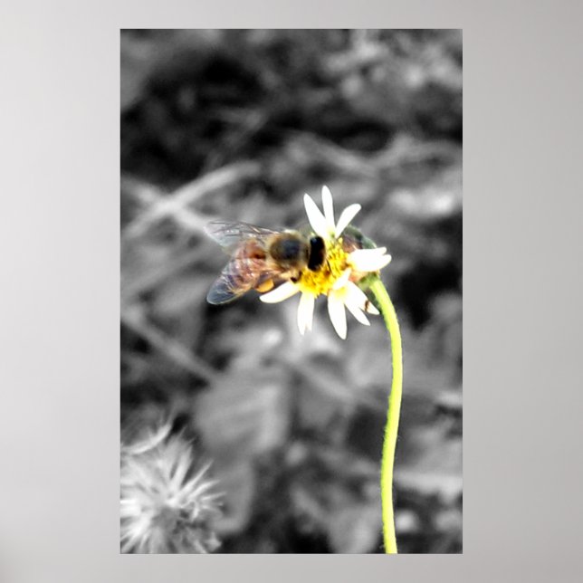 Bipollinerande affisch (Framsidan)