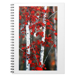 Birch#2-Notebook Anteckningsbok