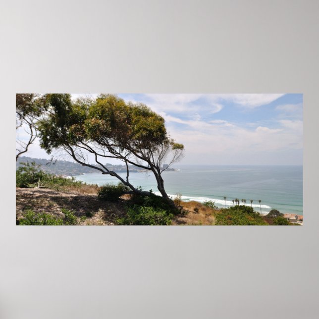 Birch Aquarium Panorama Poster (Framsidan)