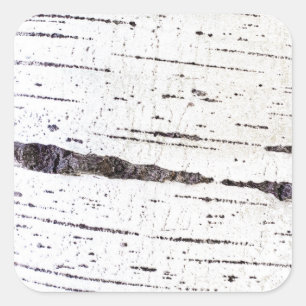 Birch bark mönster fyrkantigt klistermärke