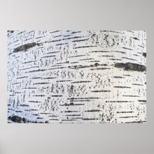 Birch bark mönster poster