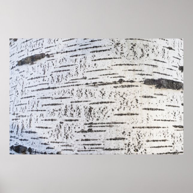 Birch bark mönster poster (Framsidan)