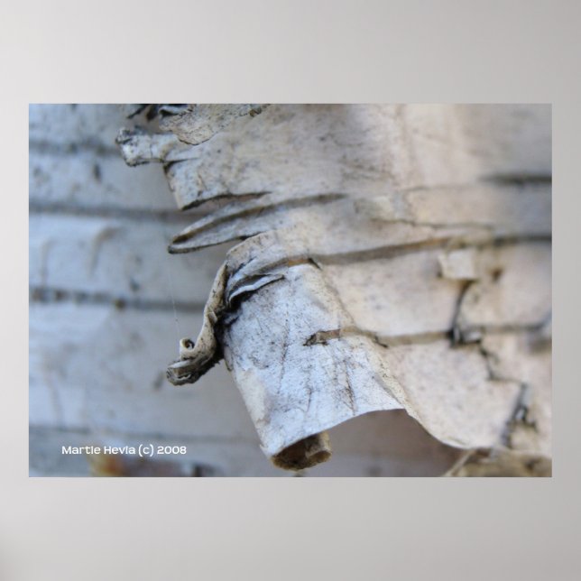 Birch Bark Poster (Framsidan)