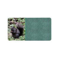 Birch Bay Squirrel