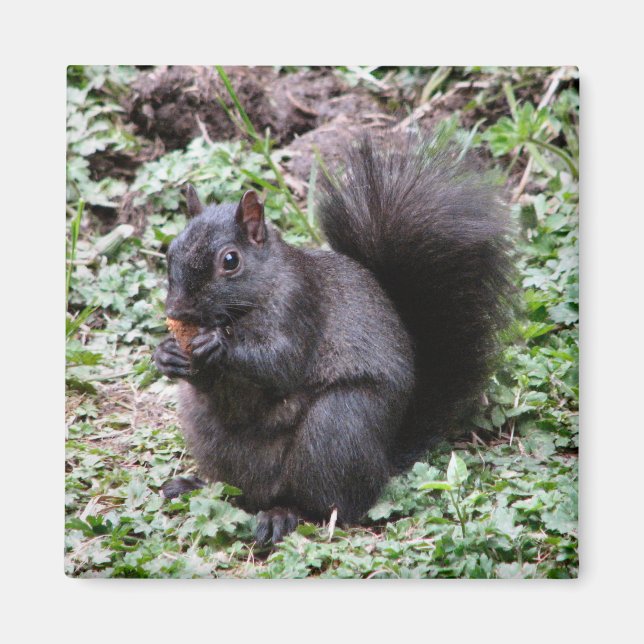 BIRCH BAY SQUIRREL MAGNET (Framsidan)
