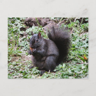 BIRCH BAY SQUIRREL VYKORT