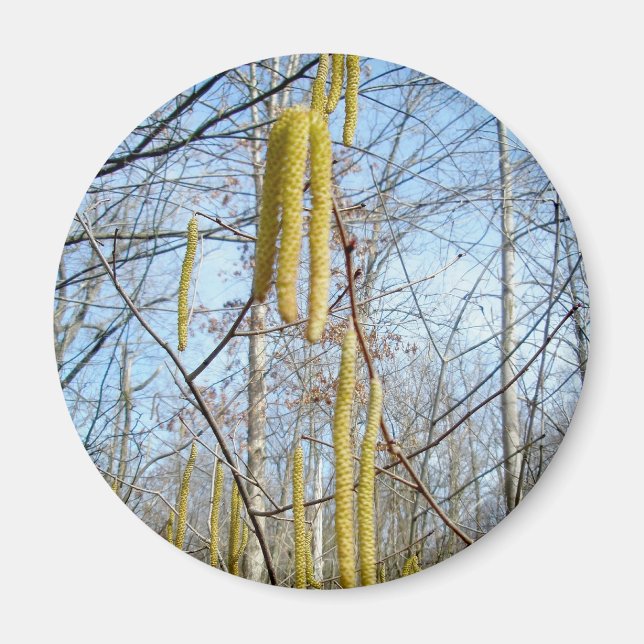 Birch Catkins Magnet (Framsidan)