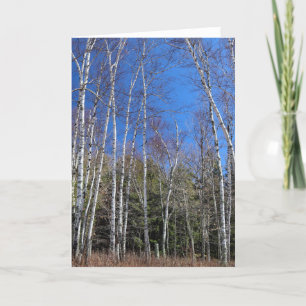 Birch Forest i Vår, Upper Peninsula Kort