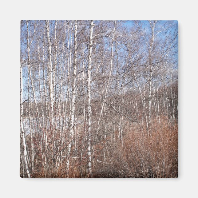 Birch Forest Magnet (Framsidan)