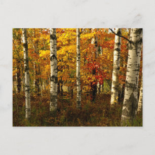 Birch Forest Postcard Vykort