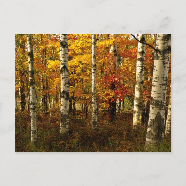 Birch Forest Postcard Vykort (Framsida)