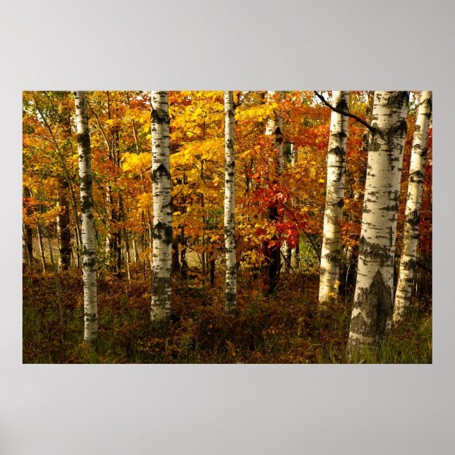 Birch Forest Poster (Framsidan)