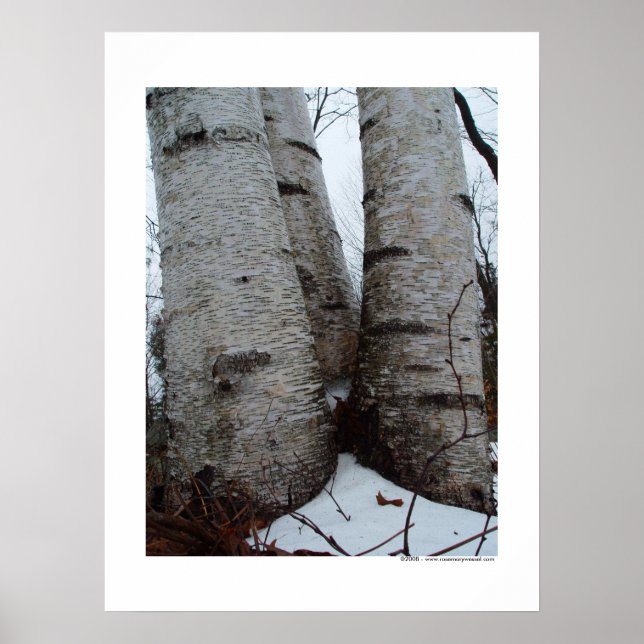 Birch Grove Poster (Framsidan)