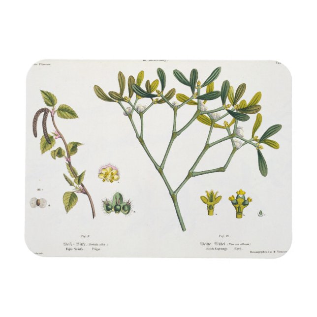 Birch (lämnat) and Mistletoe (höger), fig. 9 och 1 Magnet (Horisontell)