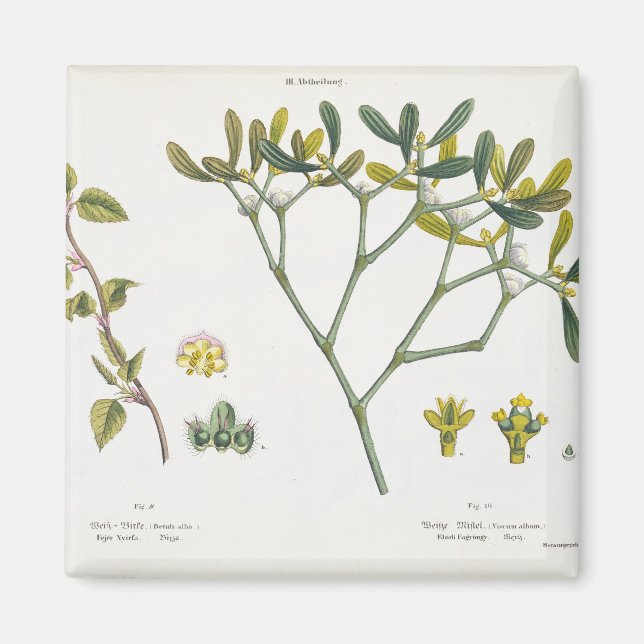 Birch (lämnat) and Mistletoe (höger), fig. 9 och 1 Magnet (Framsidan)