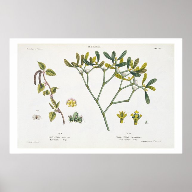Birch (lämnat) and Mistletoe (höger), fig. 9 och 1 Poster (Framsidan)