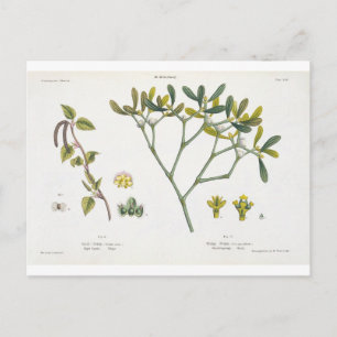 Birch (lämnat) and Mistletoe (höger), fig. 9 och 1 Vykort