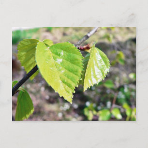 Birch Löv Grönt Löv Vykort