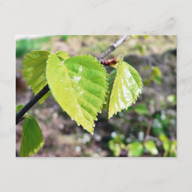 Birch Löv Grönt Löv Vykort (Framsida)