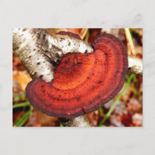 Birch Mazegill Fungus Postcard Vykort