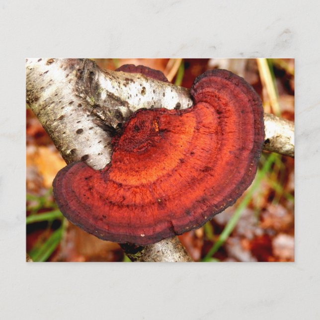 Birch Mazegill Fungus Postcard Vykort (Framsida)