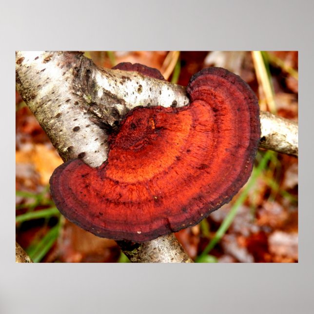 Birch Mazegill Fungus Poster (Framsidan)