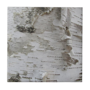 Birch Träd Bark Peeled Old Photo Art Kakelplatta