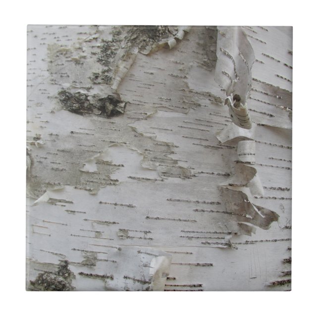 Birch Träd Bark Peeled Old Photo Art Kakelplatta (Framsidan)