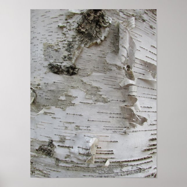 Birch Träd Bark Peeled Old Photo Art Poster (Framsidan)