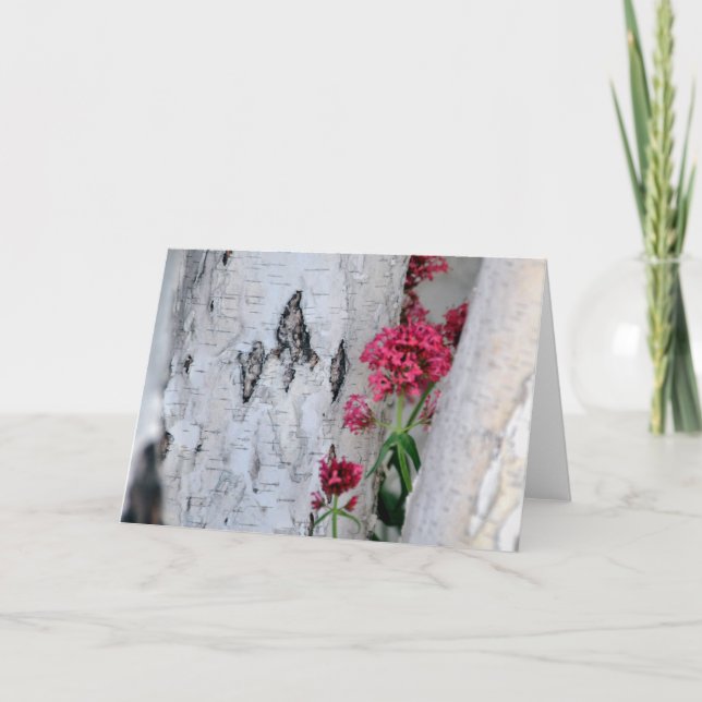 Birch Träd Bark Struktur Kort (Framsida)