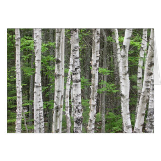 Birch Träd Forest, Maine Hälsningskort