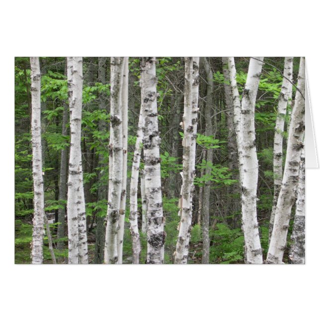 Birch Träd Forest, Maine Hälsningskort (Framsidan Horizontal)