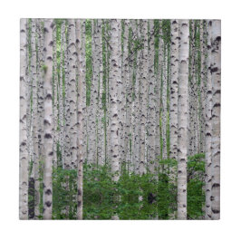 Birch Träd Forest Nature Kakelplatta