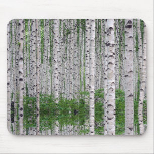 Birch Träd Forest Nature Musmatta