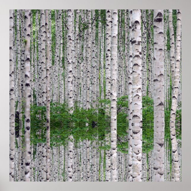 Birch Träd Forest Nature Poster (Framsidan)