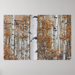 Birch Träd Forest Poster
