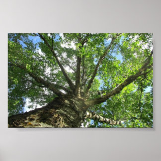 Birch träd från Sverige. Poster