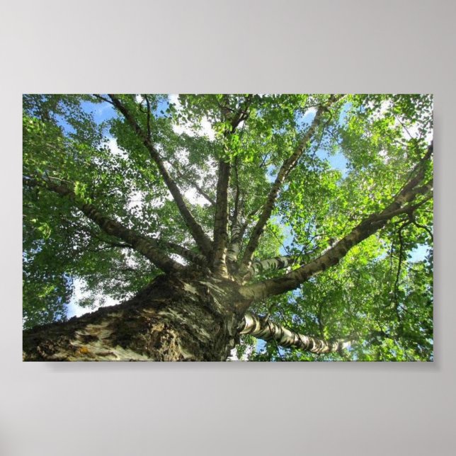 Birch träd från Sverige. Poster (Framsidan)