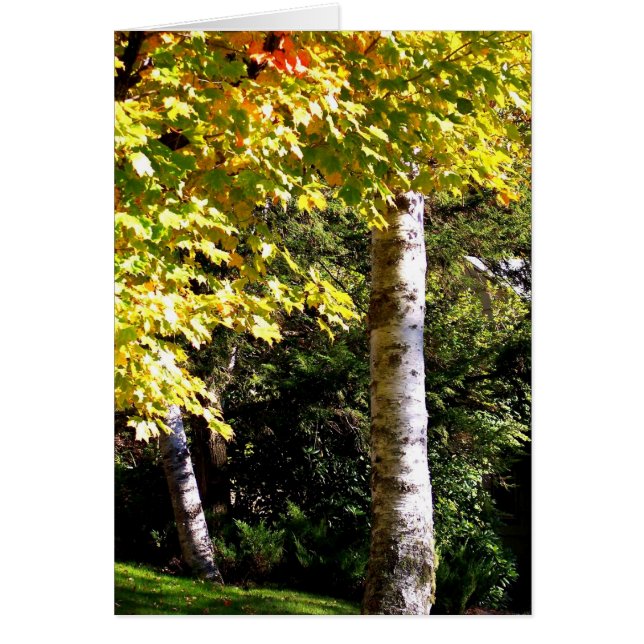 Birch Träd Hälsningskort (Framsidan)