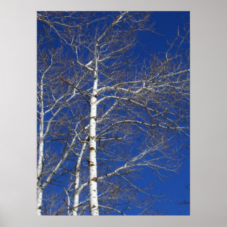 Birch Träd i Blue Poster